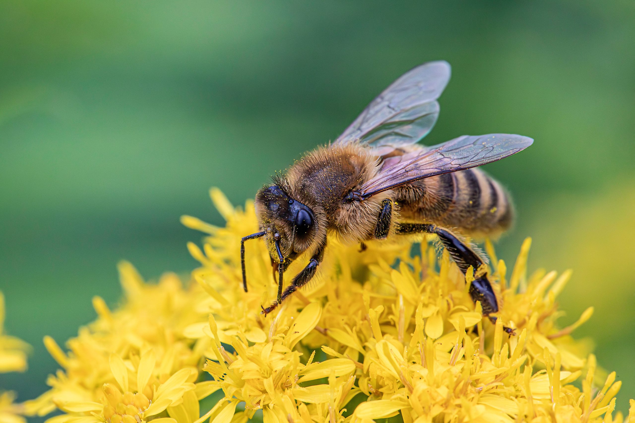 Rumble of the Bumble!