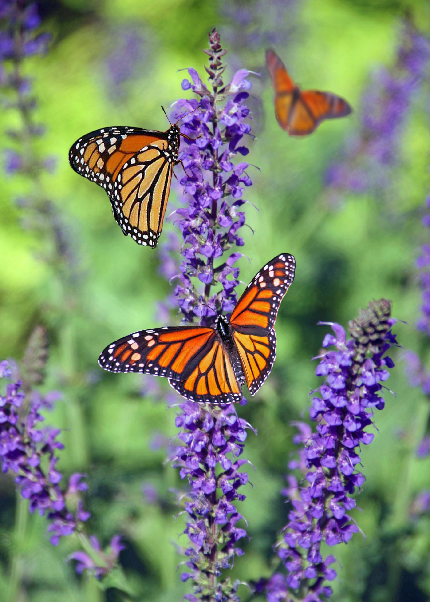 Monarch Butterfly Festival With Leslie Science & Nature Center!