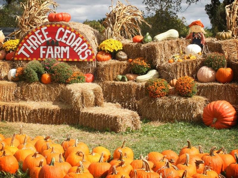 Three Cedars Farm Fall Orchard Visit! :)